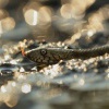 Uzovka podplamata - Natrix tessellata - Dice snake 1849